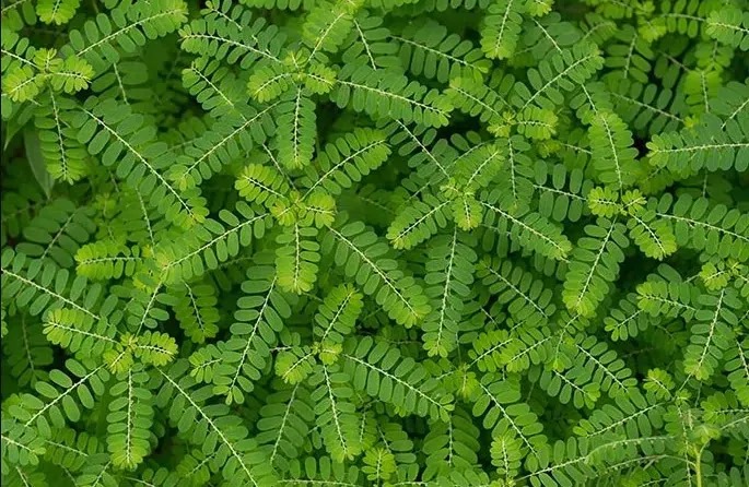 Bhui-amla (Phyllanthus niruri)]